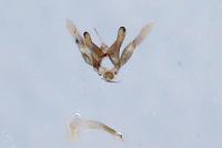 Oxyptilus distans