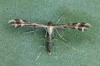 Oxyptilus distans