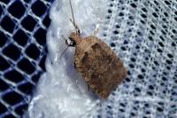 Agonopterix scopariella