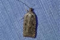 Agonopterix scopariella