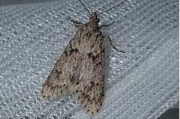 Diurnea fagella