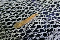 Plutella xylostella