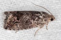 Cydia fagiglandana/splendana