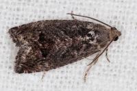 Cydia fagiglandana/splendana