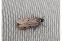 Ethmia chrysopyga