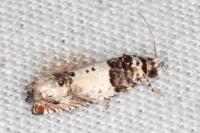 Epinotia thapsiana