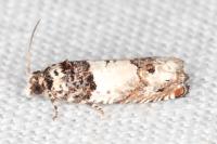 Epinotia thapsiana