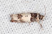 Epinotia thapsiana