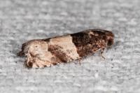 Gypsonoma aceriana