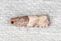 Gypsonoma aceriana