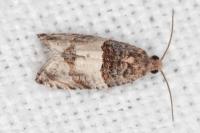 Gypsonoma aceriana