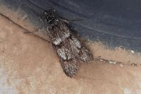 Dasystoma salicella