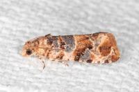 Lobesia botrana