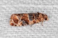 Lobesia botrana