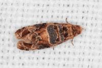 Lobesia botrana