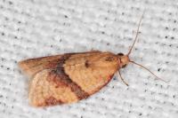Clepsis consimilana