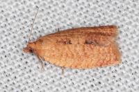 Clepsis consimilana