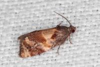 Ditula angustiorana