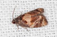 Ditula angustiorana