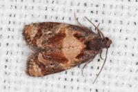 Ditula angustiorana