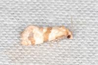 Phalonidia contractana