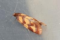 Aethes rutilana