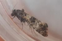 Hysterophora maculosana