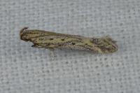 Metzneria