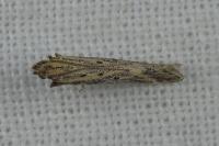 Metzneria
