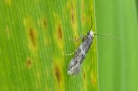 Elachista stabilella