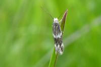 Elachista stabilella