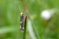 Elachista stabilella