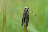 Cauchas rufifrontella