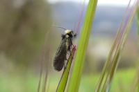 Cauchas rufifrontella