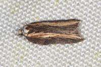 Acleris hastiana