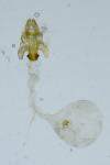 Acleris hastiana