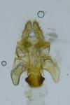 Acleris hastiana