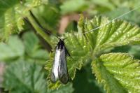 Adela reaumurella