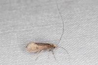 Nematopogon adansoniella