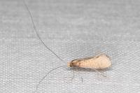 Nematopogon adansoniella