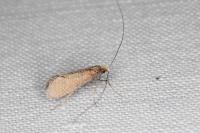 Nematopogon adansoniella