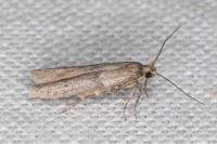 Blastobasis phycidella
