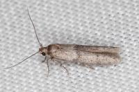 Blastobasis phycidella