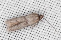 Blastobasis phycidella