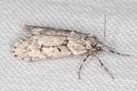 Diurnea fagella