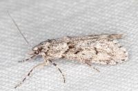 Diurnea fagella