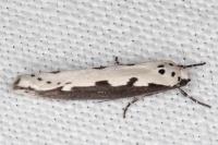 Ethmia bipunctella