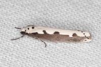 Ethmia bipunctella