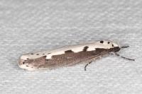 Ethmia bipunctella