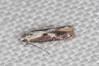 Blastodacna hellerella